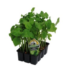 JUDIA MATA BAJA PRODUCTO NATURAL BANDEJA 6 PLANTON