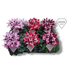 CYCLAMEN DJIX MACETA 10CM
