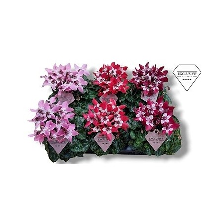 CYCLAMEN DJIX MACETA 10CM