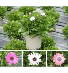 DIMORPHOTECA MACETA 17CM