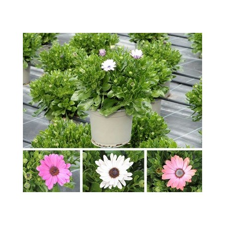 DIMORPHOTECA MACETA 17CM