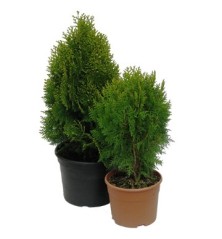 THUYA AUREA NANA ALTO 40-50 Y MACETA 4 LITROS