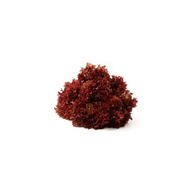 LECHUGA LOLLO ROSSO B6