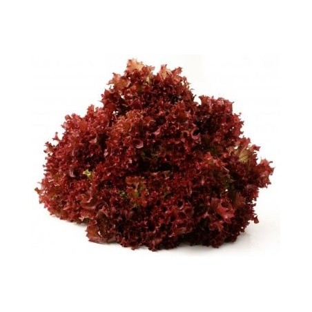 LECHUGA LOLLO ROSSO B6