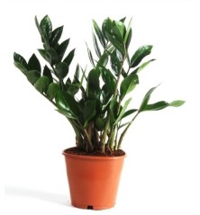 ZAMIOCULCAS ALTO 50CM Y MACETA 14CM