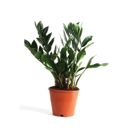 ZAMIOCULCAS ALTO 50CM Y MACETA 14CM