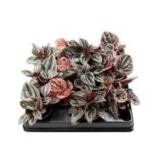 PEPEROMIA CAPERATA MIX MACETA 6CM