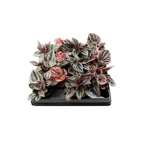 PEPEROMIA CAPERATA MIX MACETA 6CM