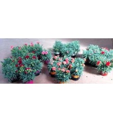 CLAVEL ORIENTAL MACETA 17CM