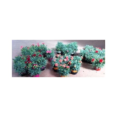 CLAVEL ORIENTAL MACETA 17CM