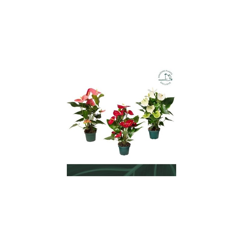 ANTHURIUM MEZCLA MACETA 14CM