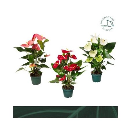 ANTHURIUM MEZCLA MACETA 14CM