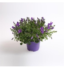 CAMPANULA PORT. PORTO PURPLE/BLUE MACETA 11CM