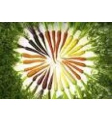 ZANAHORIA COLORES BANDEJA 12PLANTONES