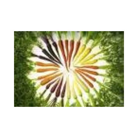 ZANAHORIA COLORES BANDEJA 12PLANTONES