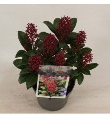 SKIMMIA JAPONICA ALTURA 20CM Y MACETA 13CM