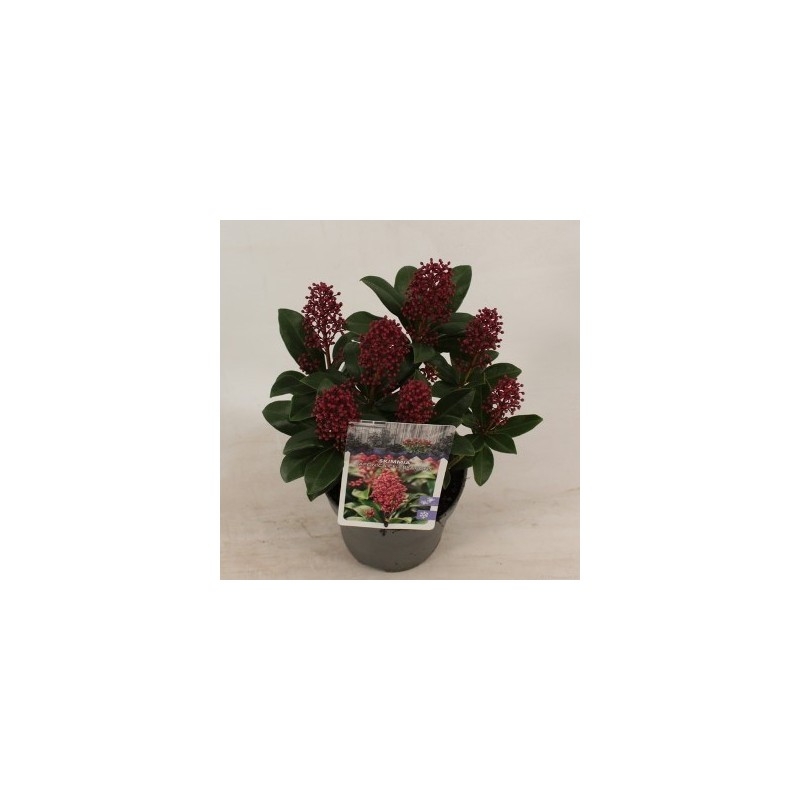 SKIMMIA JAPONICA ALTURA 20CM Y MACETA 13CM