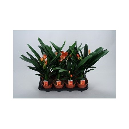 CLIVIA MINIATA NARANJA MACETA 13CM