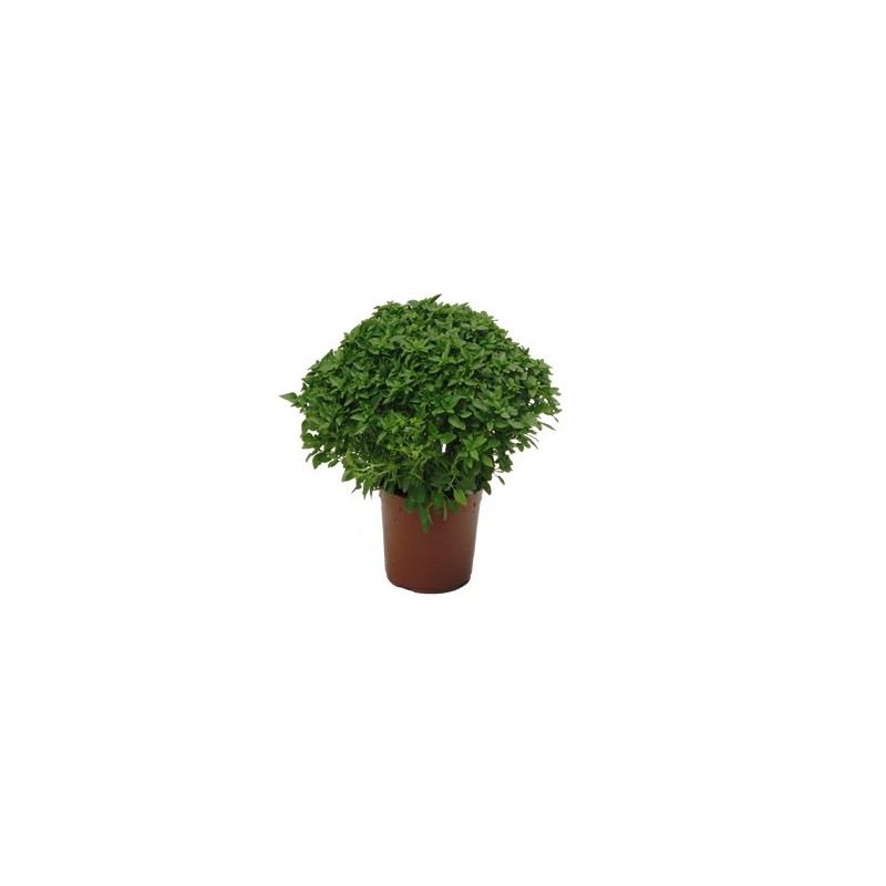 ALBAHACA HOJA PEQUEÑA MACETA 12CM