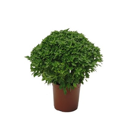 ALBAHACA HOJA PEQUEÑA MACETA 12CM