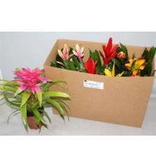 BROMELIA MEZCLA ALTO 20CM Y MACETA 12CM