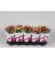 KALANCHOE BLOSSF. MACETA 11CM