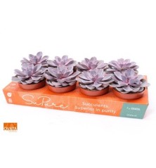 ECHEVERIA PURPLE PEARL ALTO 10CM Y MACETA 12CM