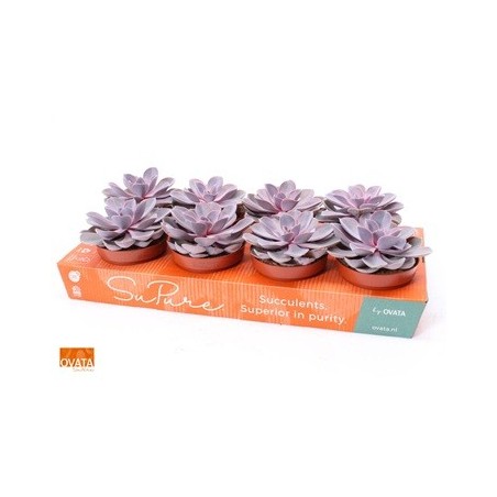 ECHEVERIA PURPLE PEARL ALTO 10CM Y MACETA 12CM