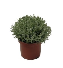 SANTOLINA MACETA 18CM