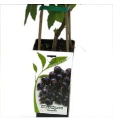 GROSELLERO NEGRO RIBES NIGRUM 2L
