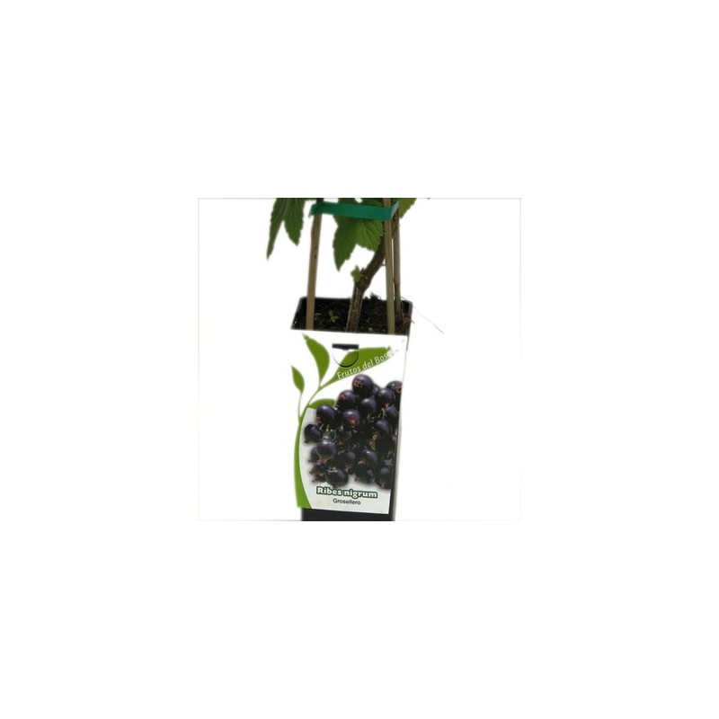 GROSELLERO NEGRO RIBES NIGRUM 2L