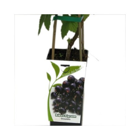 GROSELLERO NEGRO RIBES NIGRUM 2L