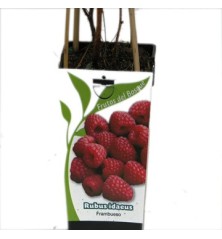 FRAMBUESA ROJA RUBUS IDAEUS 2L