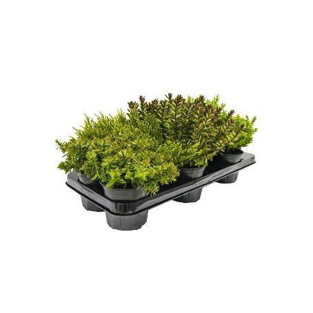 HEBE MIX MACETA 2,5L