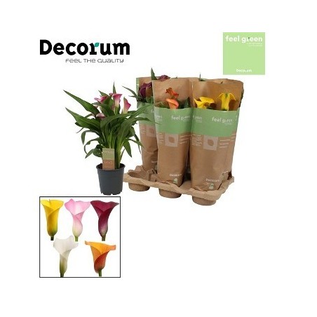 CALA COLORES MACETA 12CM