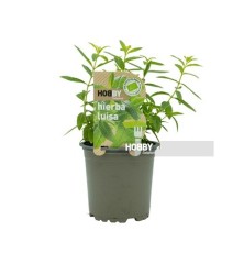 HIERBA LUISA ECOLOGICO MACETA 10,5CM