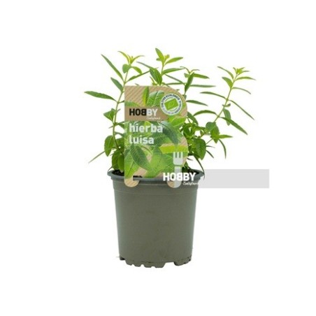 HIERBA LUISA ECOLOGICO MACETA 10,5CM