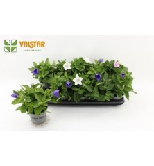 PLATYCODON ASTRA MIX COLORES MACETA 12CM