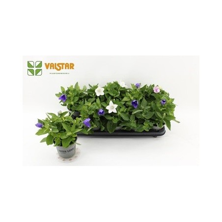 PLATYCODON ASTRA MIX COLORES MACETA 12CM