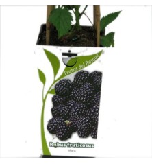 MORA RUBUS FRUTICOSUS 2L
