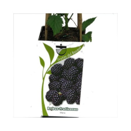 MORA RUBUS FRUTICOSUS 2L