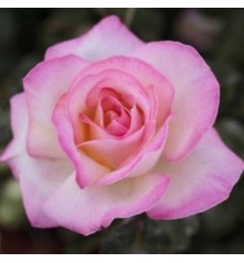 ROSAL PERFUMADO PRINCESA ROSA MACETA 17CM