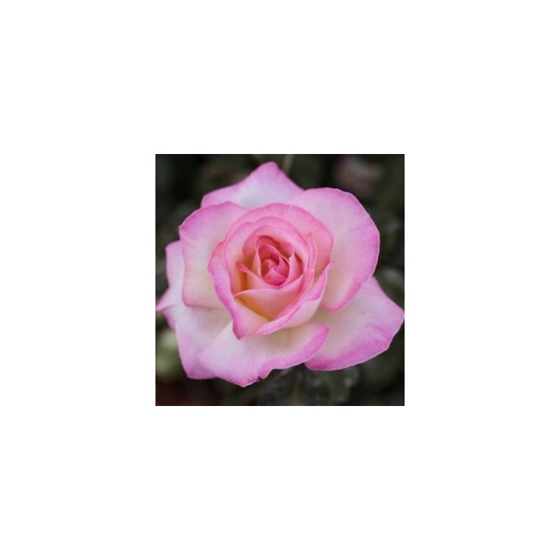 ROSAL PERFUMADO PRINCESA ROSA MACETA 17CM