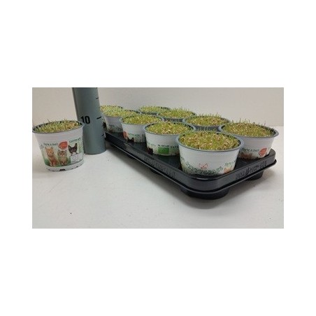 HIERBA GATOS MACETA 12CM