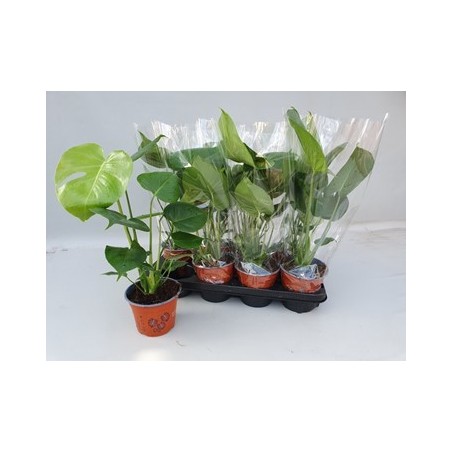 MONSTERA DELICIOSA ALTO 35CM Y MACETA 14CM