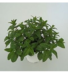 HIERBABUENA MACETA 12CM