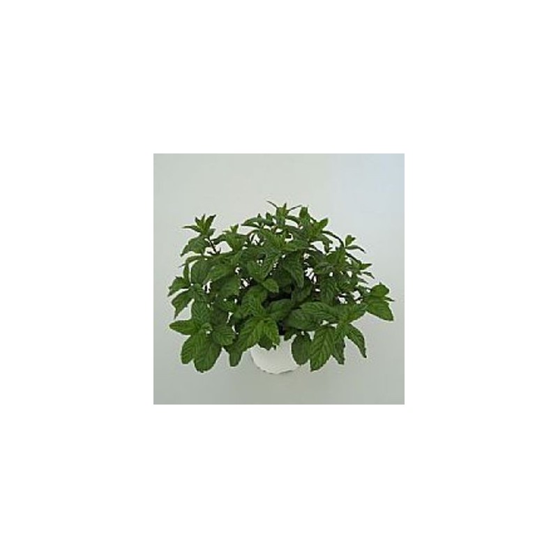 HIERBABUENA MACETA 12CM