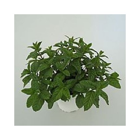 HIERBABUENA MACETA 12CM