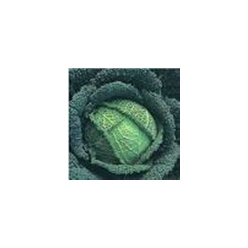 REPOLLO MILAN ECOLOGICO BANDEJA 12 PLANTONES