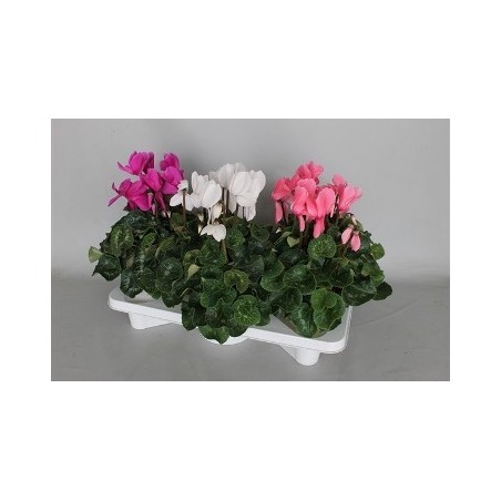 CYCLAMEN EXTRA MACETA 15CM